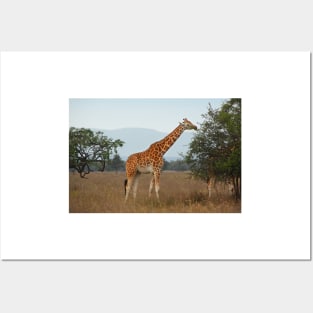 Rothschild's Giraffe Feeding, Lake Nakuru, Kenya Posters and Art